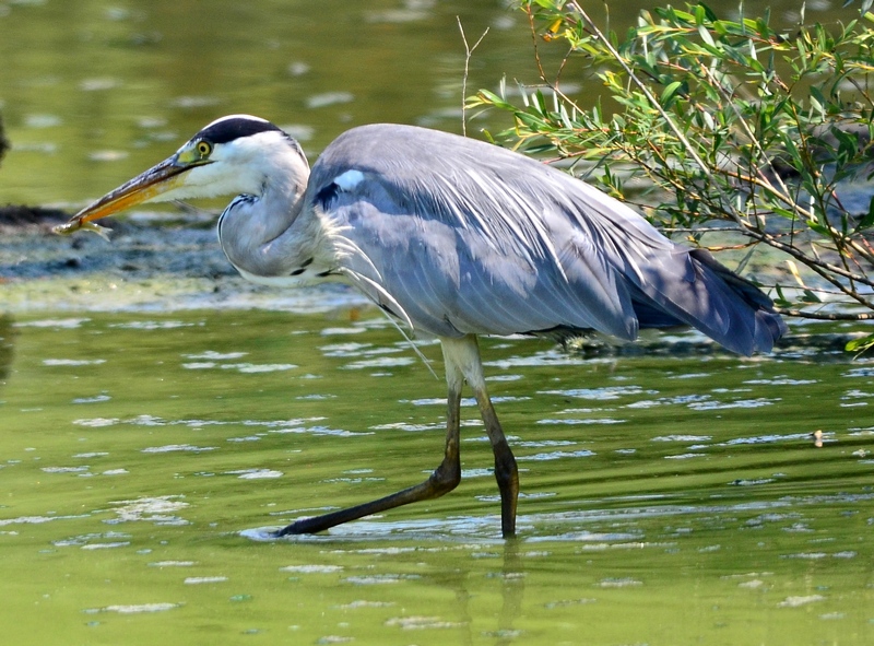 Chi si accontenta gode